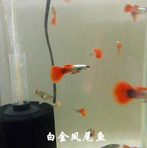 凤尾鱼白金孔雀鱼胎生鱼好养容易繁殖热带鱼草缸鱼包邮包损小型鱼