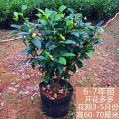 四季 常青含笑阳台花苞含笑花卉花花苗浓香型室内带植物盆栽耐寒