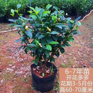 四季常青含笑阳台花苞含笑花卉花花苗浓香型室内带植物盆栽耐寒