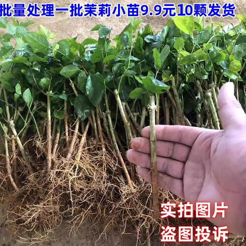 室内驱虫驱蚊好养重瓣茉莉盆栽