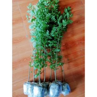 盆景盆景丛林造型微文人对节素材盆景苗小苗苗易附石白蜡树专用桩