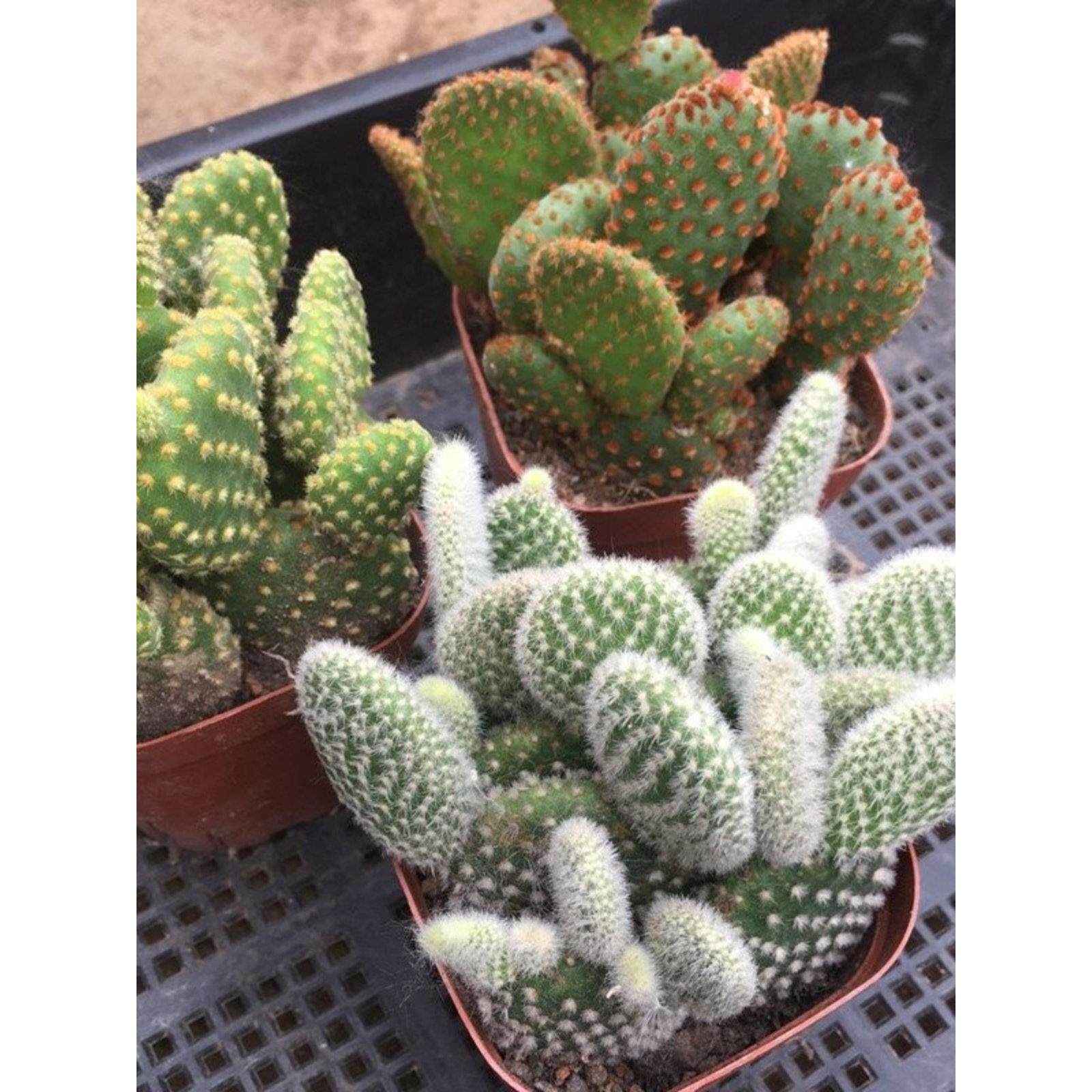 红毛办公室超大多肉盆栽绿植植物掌黄毛仙人组合白毛掌肉植物掌肉