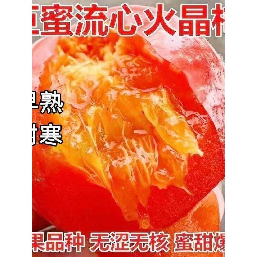 结果火晶软柿子水正宗苗临