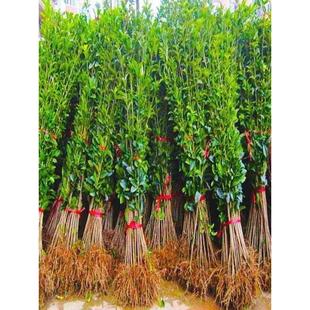 高杆树苗女贞发财树女贞大叶四季庭院树风景树树苗木美满四季常青