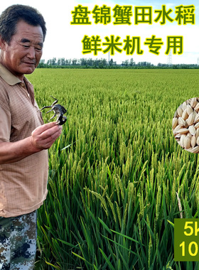2025年盘锦蟹田水稻农家自产鲜米磨米机专用稻谷稻子带壳大米10斤