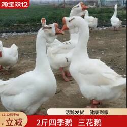 2斤大种白鹅特大种四季皖西白鹅产王蛋王百子二斤大白鹅3斤脱温鹅