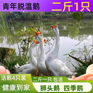 正宗2斤脱温皖西包邮白鹅大种产蛋鹅四季蛋鹅五龙鹅狮头鹅3斤鹅苗