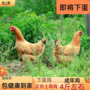 二斤土鸡下蛋鸡开产鸡成年3斤土鸡本地土鸡苏北小母鸡生蛋鸡活4斤