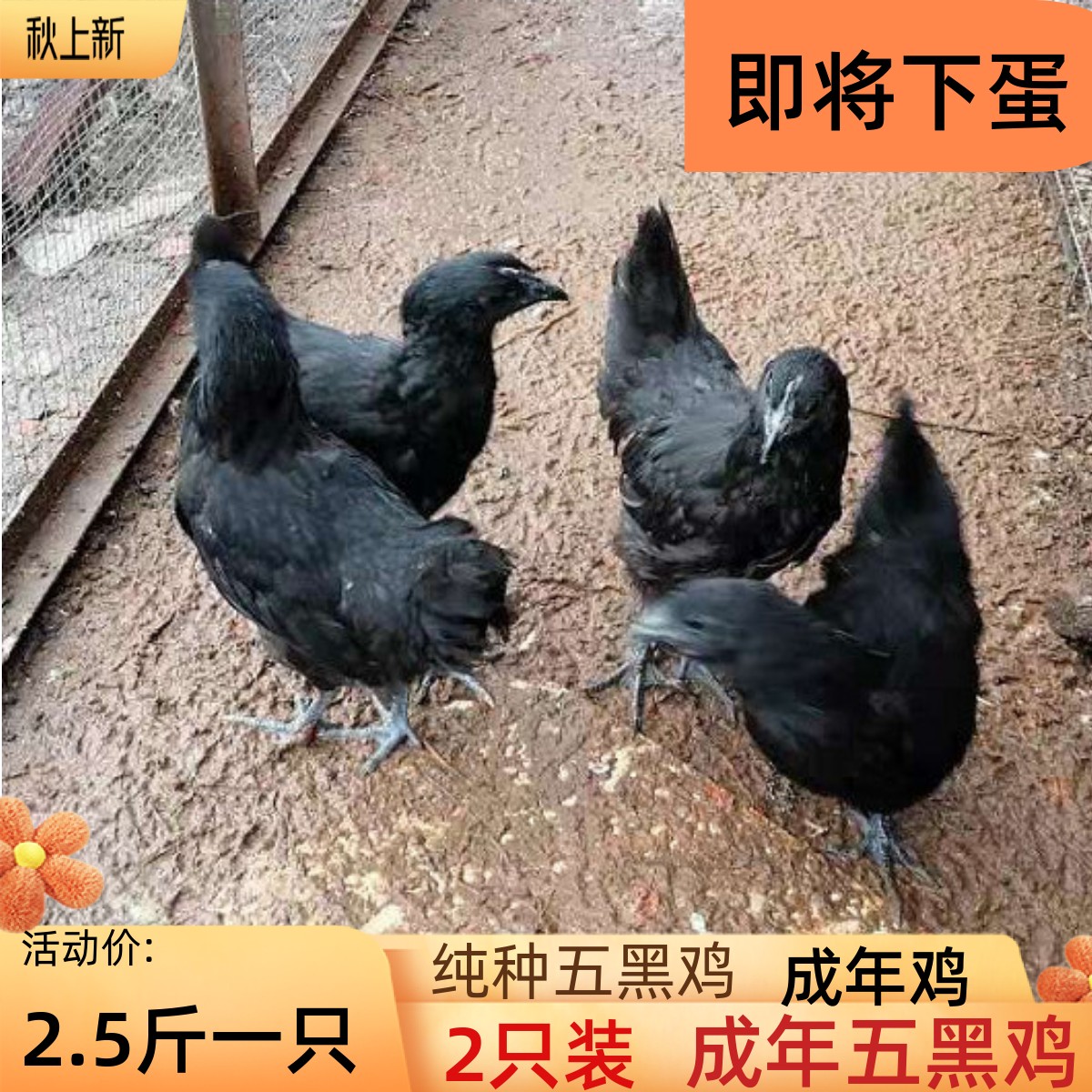 五黑鸡活体宠物鸡成年五黑鸡下蛋鸡绿壳蛋鸡五黑鸡3斤活鸡矮脚鸡