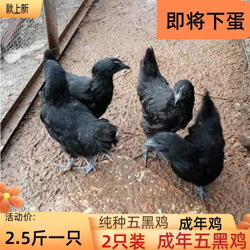 五黑鸡活体宠物鸡成年五黑鸡下蛋鸡绿壳蛋鸡五黑鸡3斤活鸡矮脚鸡