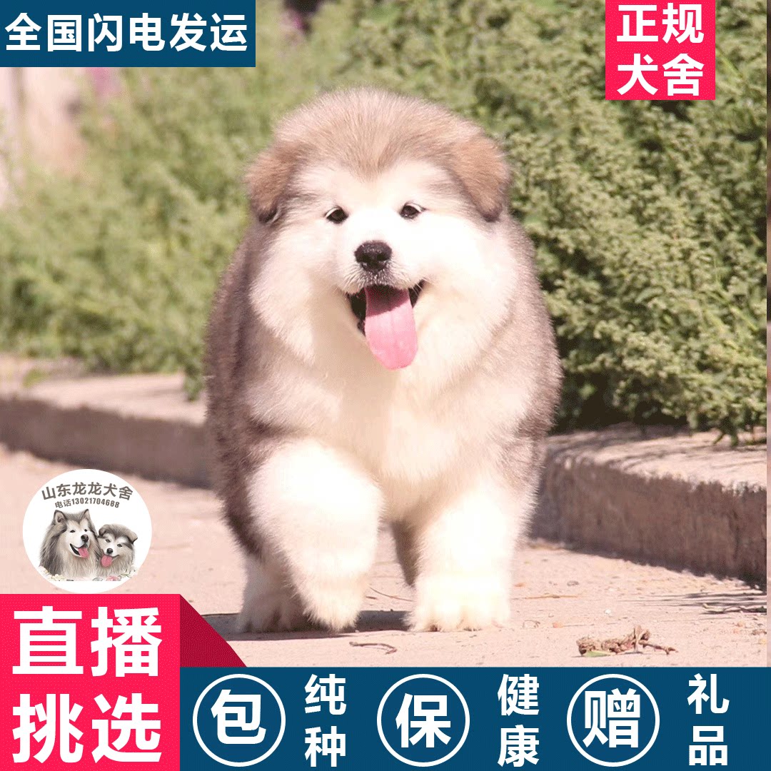 纯种巨型长毛活体阿拉斯加雪橇犬
