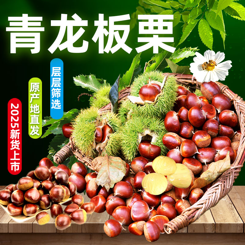 青龙特产新鲜油栗3113板栗包邮