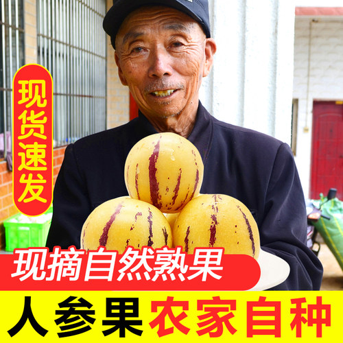 云南石林树上熟圆果人参果精品