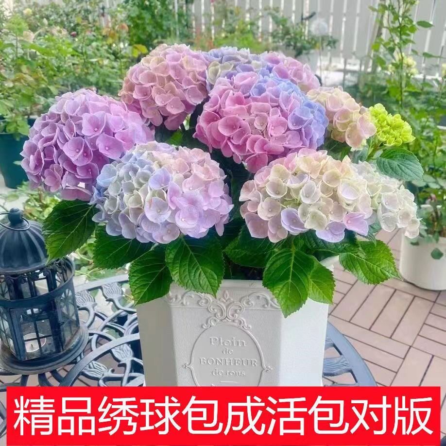 绣球花苗盆栽庭院花八仙花盆栽绣绣球/木绣球/圆锥乔