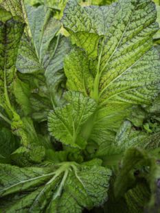 四川特产农家新鲜脆嫩芥菜新鲜宽帮青菜腌制泡菜酸菜大叶青菜包邮