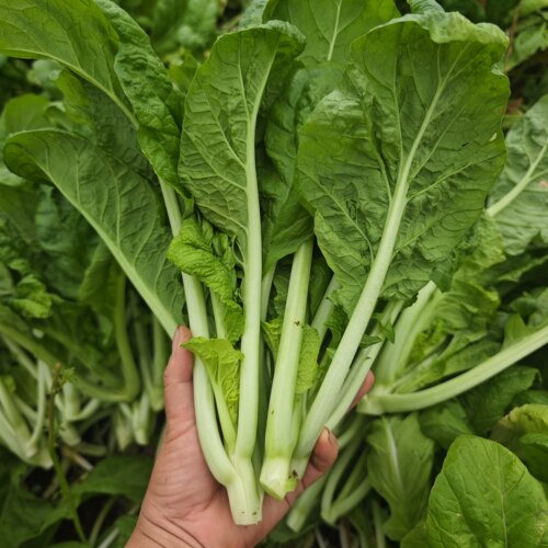 农家自种青菜现剥现发新鲜芥菜四川重庆包邮自制酸菜泡菜露天蔬菜