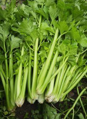 新鲜芹菜小颗西芹本地老品种土芹菜榨汁芹菜小香芹旱芹绿色蔬菜