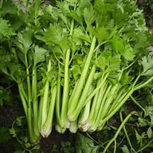 新鲜芹菜小颗西芹本地老品种土芹菜榨汁芹菜小香芹旱芹绿色蔬菜