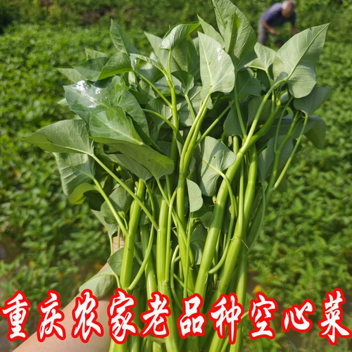 时令蔬菜农家种植新鲜蔬菜