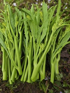 四川青菜苔农家现摘芥菜芯芥菜苔冲菜芯蔬菜辣鼻子菜棒菜苔凉拌菜