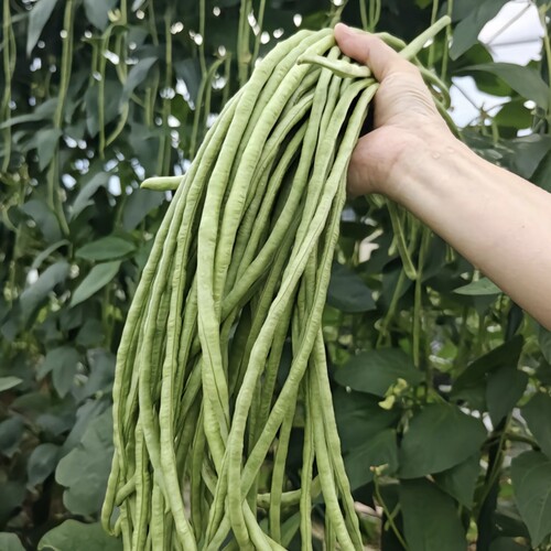 新鲜豇豆老品种长豆角现摘现发农家自种露天本地豇豆香甜软糯包邮