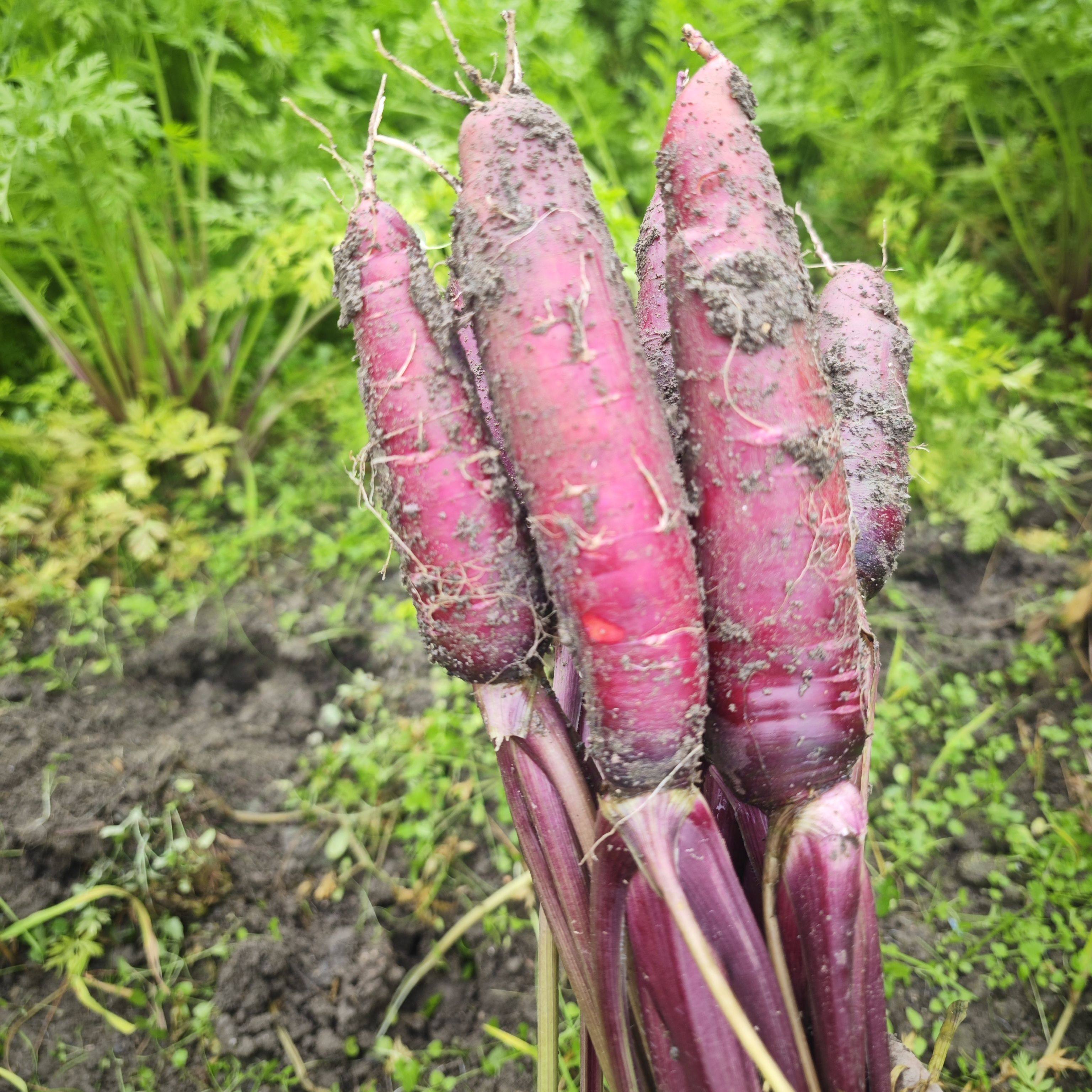 胡萝卜新鲜农家带泥现挖红萝卜重庆老品种水果胡萝卜生吃脆甜萝卜,水产肉类/新鲜蔬果/熟食,萝卜/胡萝卜,淘宝优惠券,粉丝福利购,淘宝优惠卷