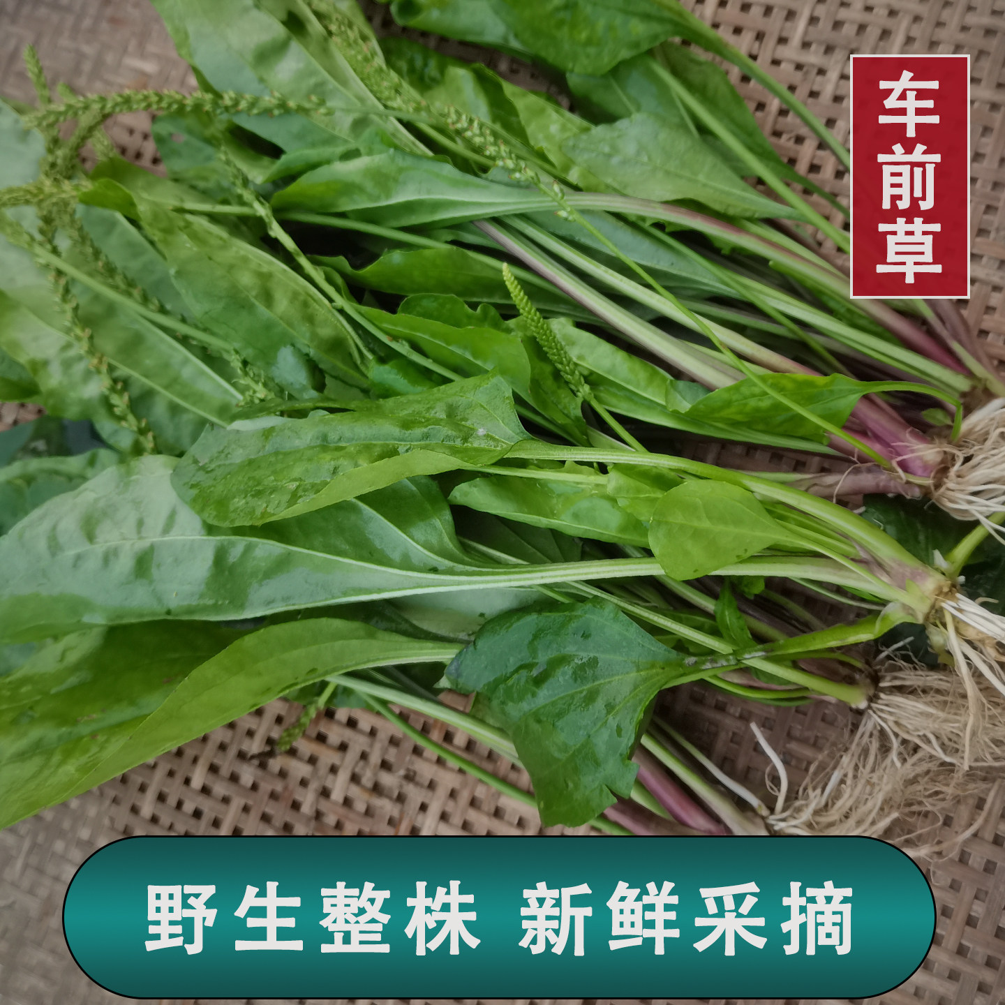 广西新鲜野生车前草纯天然无硫