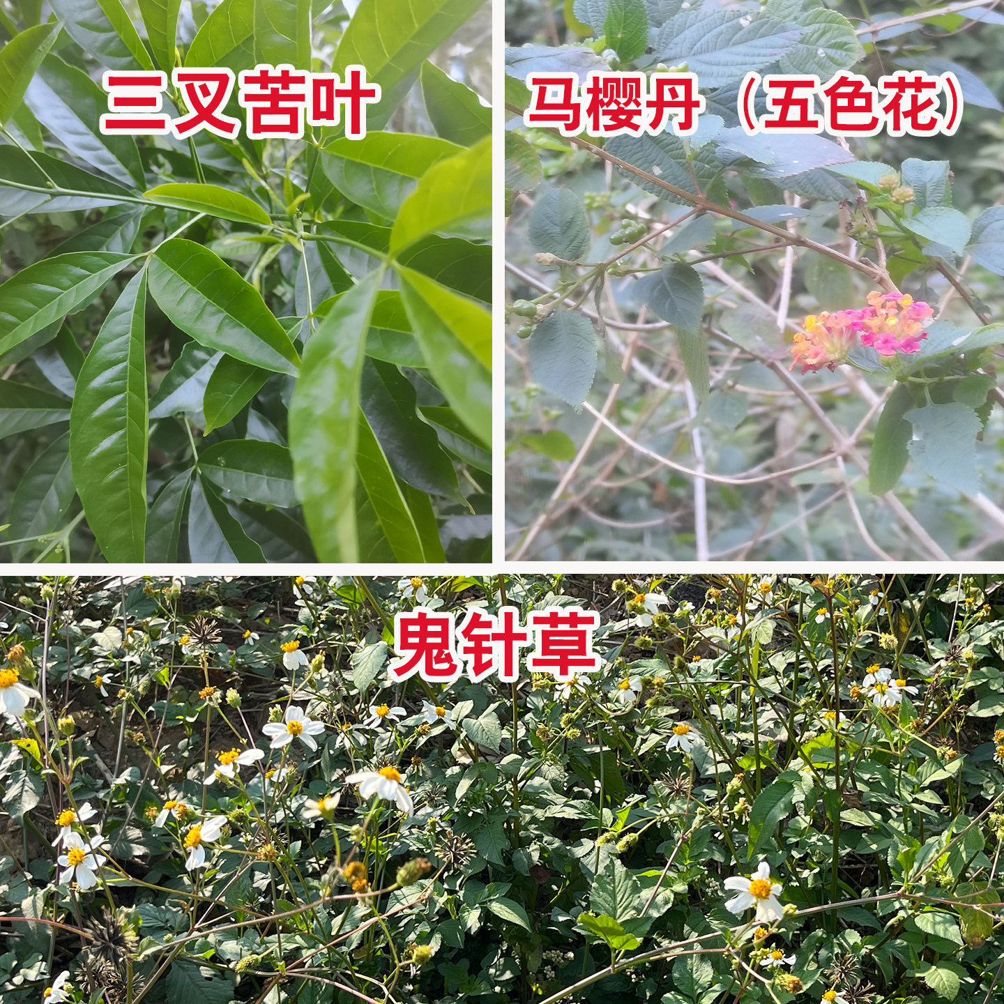 广西大山野生现采现发新鲜新货