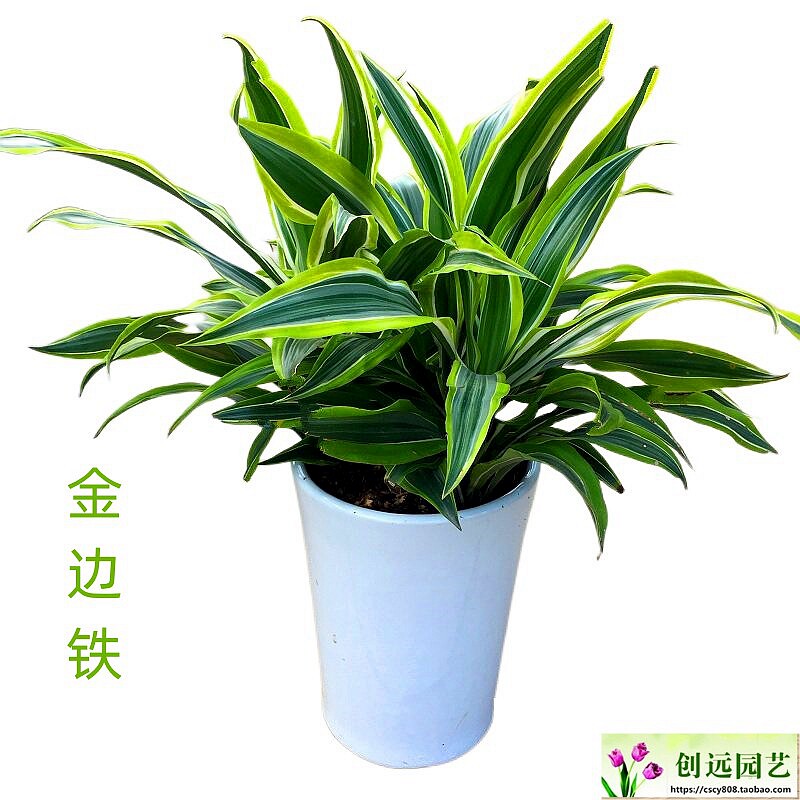 金边巴西美人铁绿植盆栽室内办公室客厅室外庭院花卉盆景四季常青