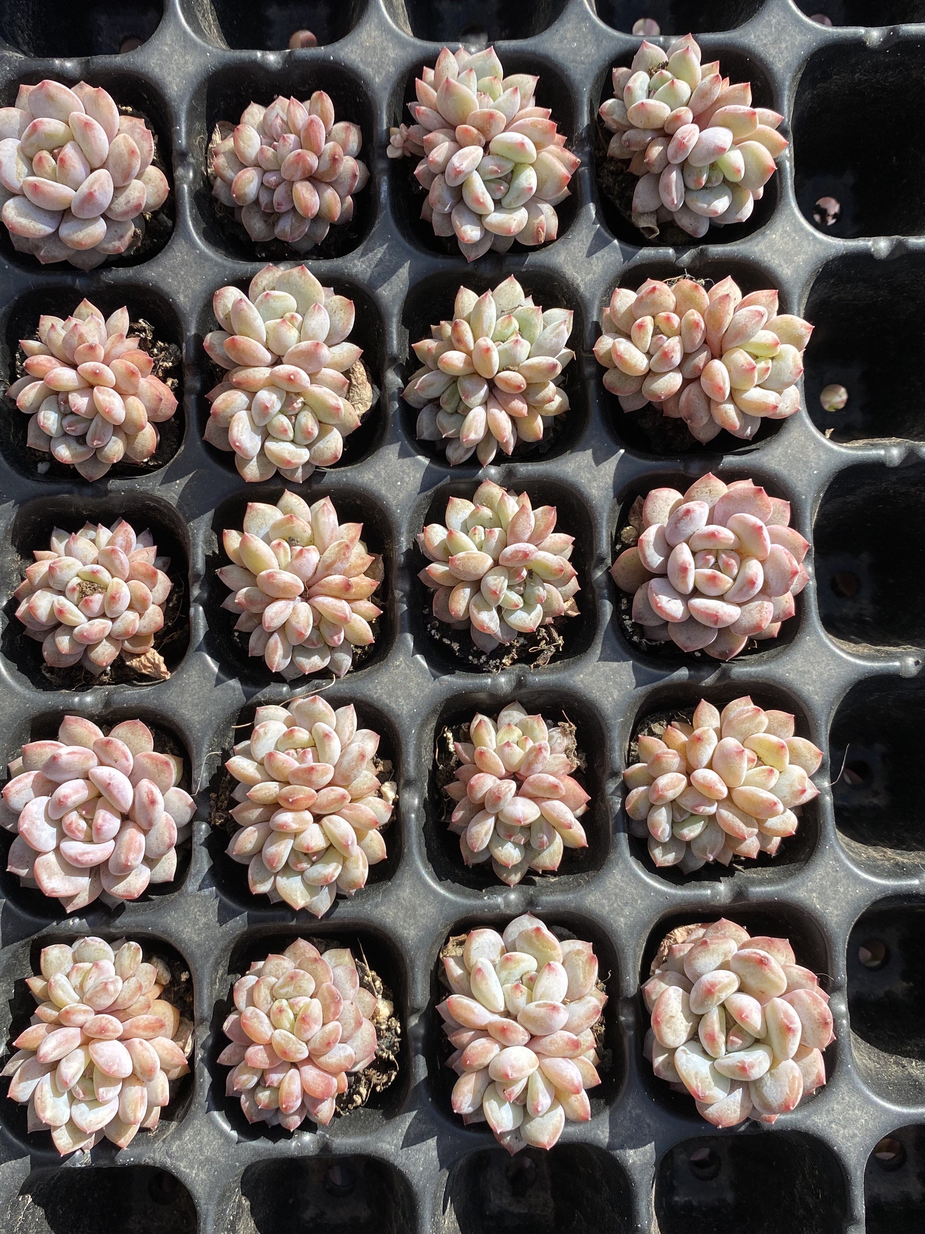 多肉植物 星星橙玉芙蓉20颗38包邮单双混发脱土发货