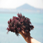 250g 需电压力锅海冻菜海藻石花菜海凉粉海石花干货石花膏 包邮