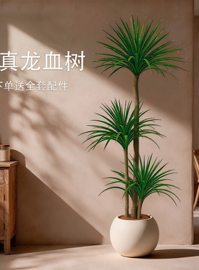 仿真绿植假龙血树高端轻奢大盆栽