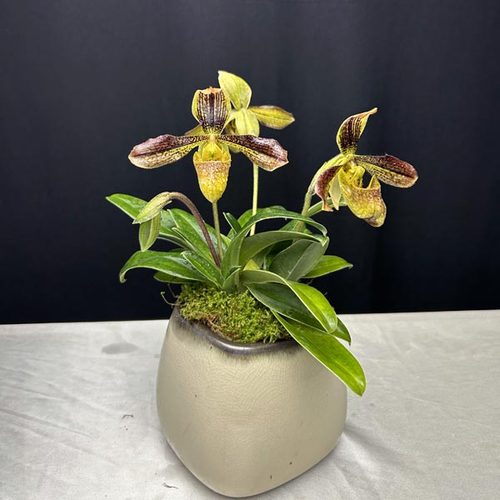 绿缘兰花  【彩云x包氏】 兜兰实生苗拖鞋兰仙履兰小型盆栽