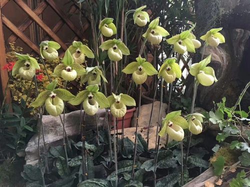 万峰绿缘兰花 实生苗原生种-麻栗坡兜兰