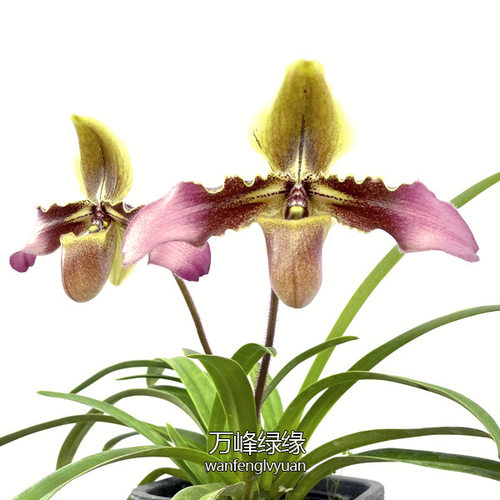 绿缘兰花 带叶兜兰（Paph.hirsutissimum）实生苗原生种桌面盆栽