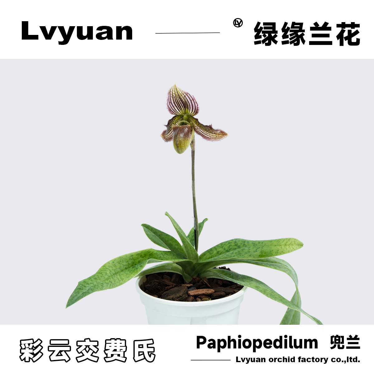 绿缘 兰花 彩云X费氏兜兰 wardii X  fairrieanum 实生苗洋兰盆栽
