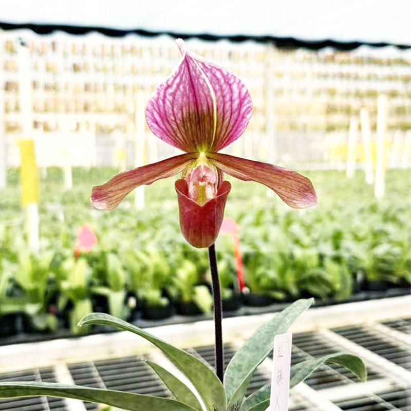 万峰绿缘红旗x绿魔帝兜兰兰花