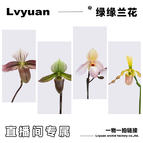 兜兰苗洋兰兜兰小型桌面