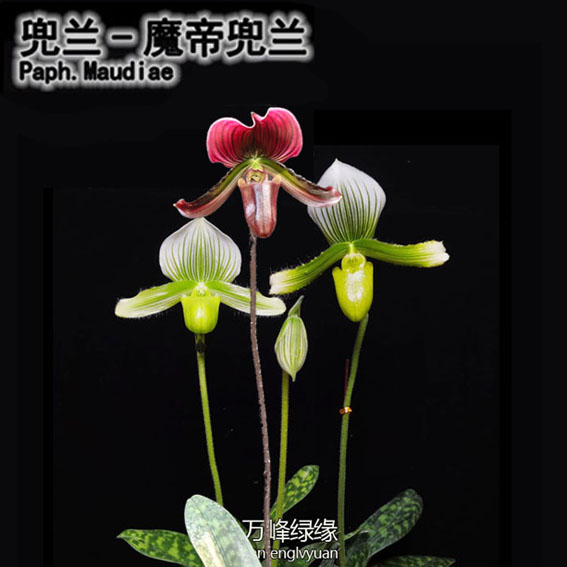 绿缘兰花-红魔帝绿魔帝兜兰 （Paph.Maudiae）花期长洋兰室内观花 鲜花速递/花卉仿真/绿植园艺 时令草本花卉 原图主图