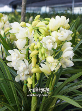 绿缘兰花苗四季兰 白玉香兰 迷你大花蕙兰白色室内花卉盆栽植物