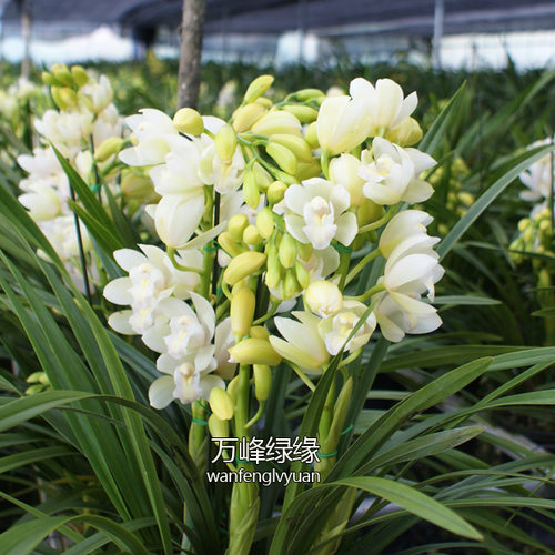 绿缘兰花苗四季兰 白玉香兰 迷你大花蕙兰白色室内花卉盆栽植物