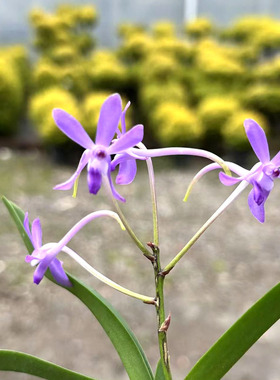 万峰绿缘【紫微星风兰】小型紫色风兰附生兰室内植物好养兰花盆栽