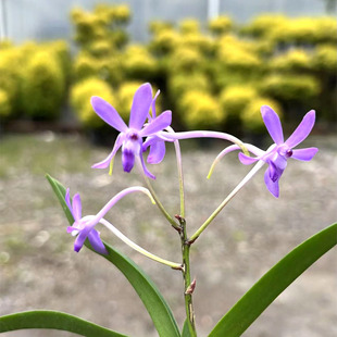 万峰绿缘【紫微星风兰】小型紫色风兰附生兰室内植物好养兰花盆栽