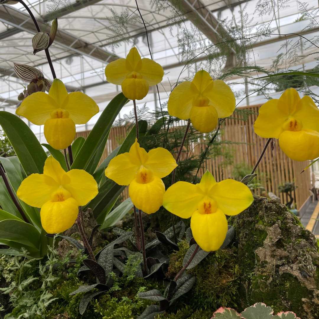 万峰绿缘兰花实生苗原生种-金童/杏黄兜兰绿植盆栽