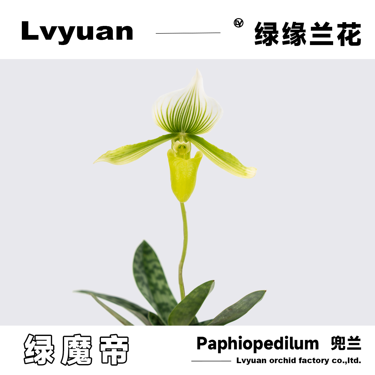 万峰绿缘【红魔帝绿魔帝兜兰】室内植物好养庭院盆栽,鲜花速递/花卉仿真/绿植园艺,国兰/杂交兰/洋兰类,淘宝优惠券,粉丝福利购,淘宝优惠卷