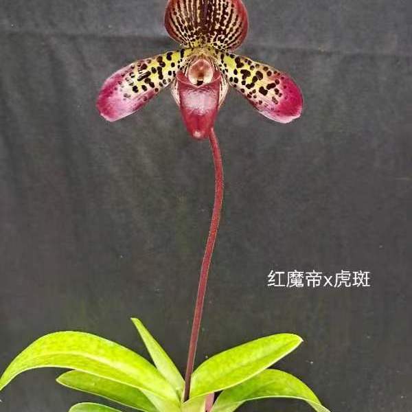 【万峰绿缘【山地玫瑰兜兰】红魔帝x虎斑 实生苗花期长好养护