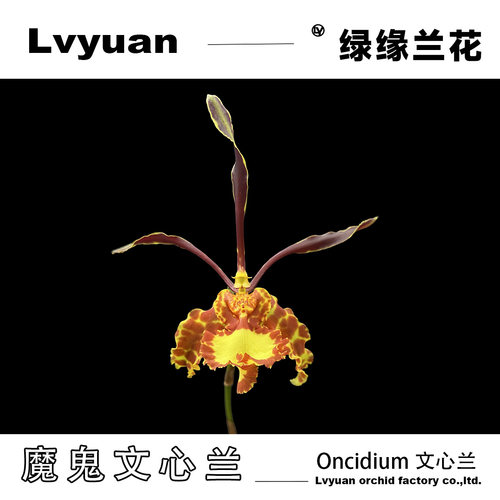 【齐天大圣】绿缘兰花魔鬼文心兰盆载长年宵花