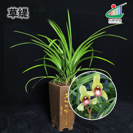 绿缘兰花苗【草缇】带花苞四季兰春兰浓香好养客厅台室内盆栽花卉