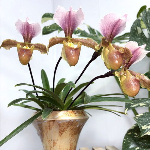 万峰绿缘 格力x红旗兜兰小型盆栽