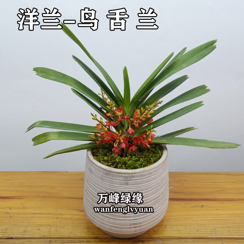 绿缘 花卉 兰花-洋兰杂属-鸟舌兰-红花精品盆栽